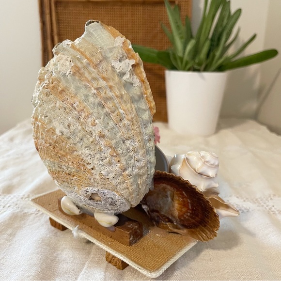 VTG | Retro 1950s MCM Abalone Shell Art Sculpture - Picture 9 of 16
